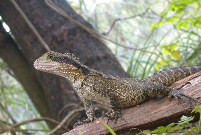 Photo of an Australian Water Dragon in a Central Coast forest