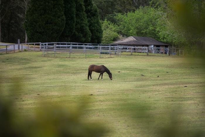 Horse in paddock at Erina Heights