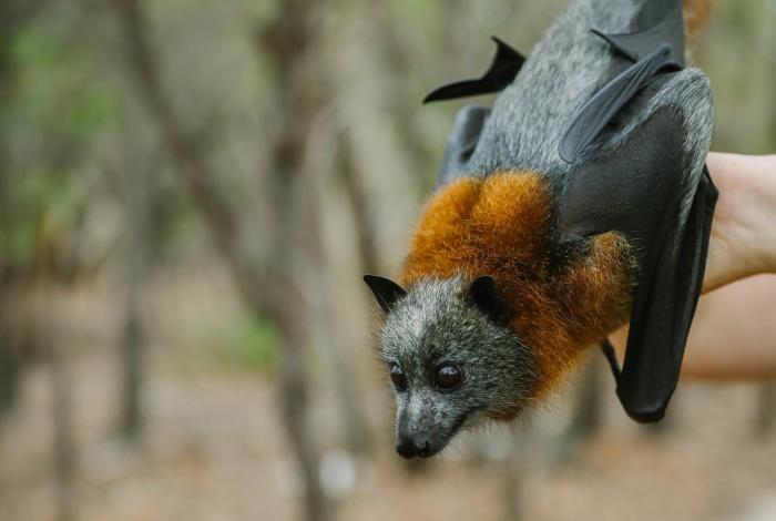 Flying-foxes - North Avoca Camp