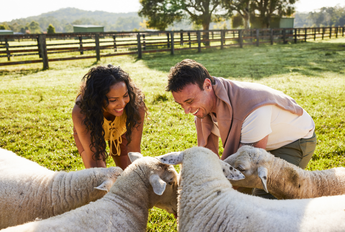 woman and man smiling while feeding four sheep