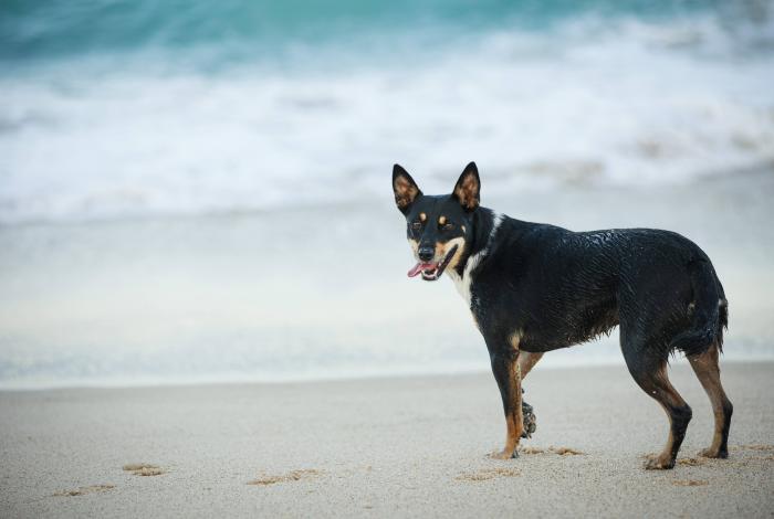 Photo of dog at beach