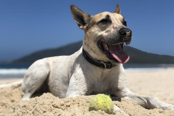 Photo of dog at beach with ball